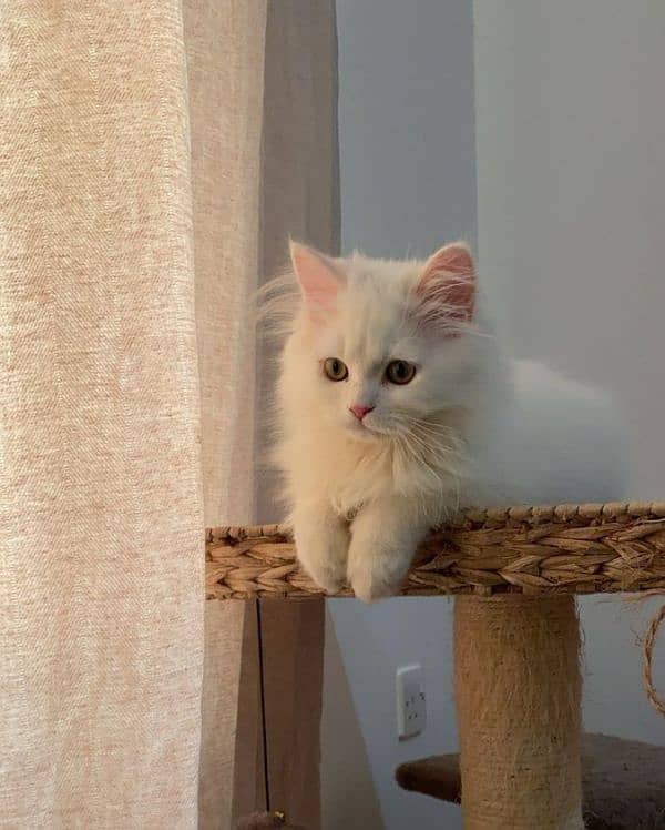 Persian female kitten 0