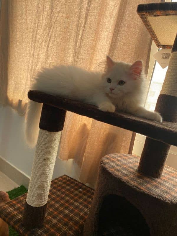 Persian female kitten 2