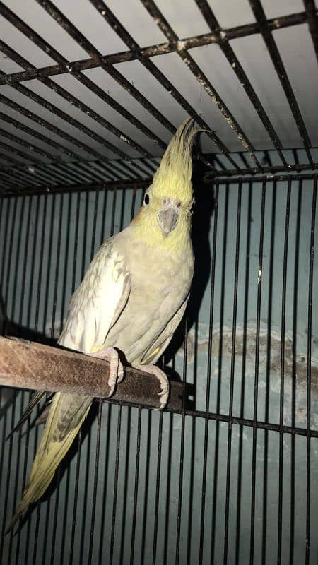 Female cocktail for sale full healthy and active 0