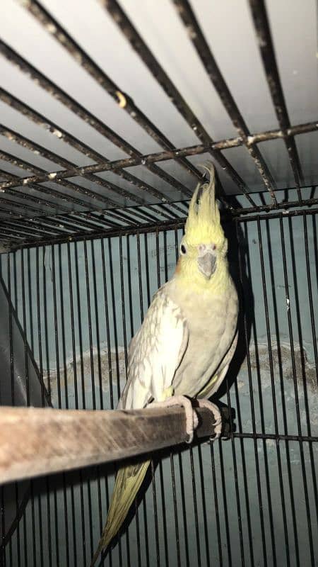 Female cocktail for sale full healthy and active 2