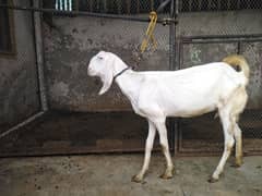 rajanpuri female  goat for sale