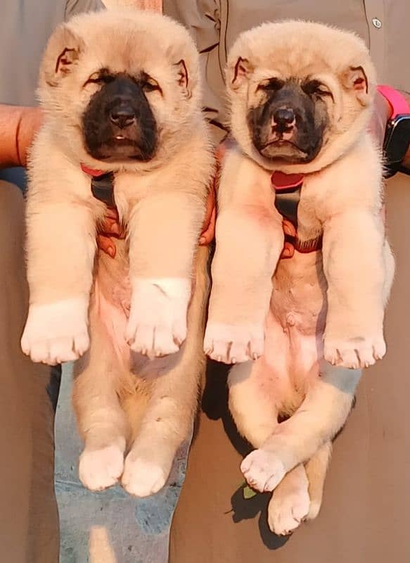 king kurdish kangal security dog pair 2 month for sale 0