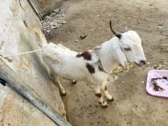 Bakra for sale