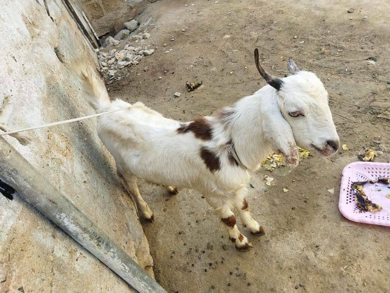 Bakra for sale 0