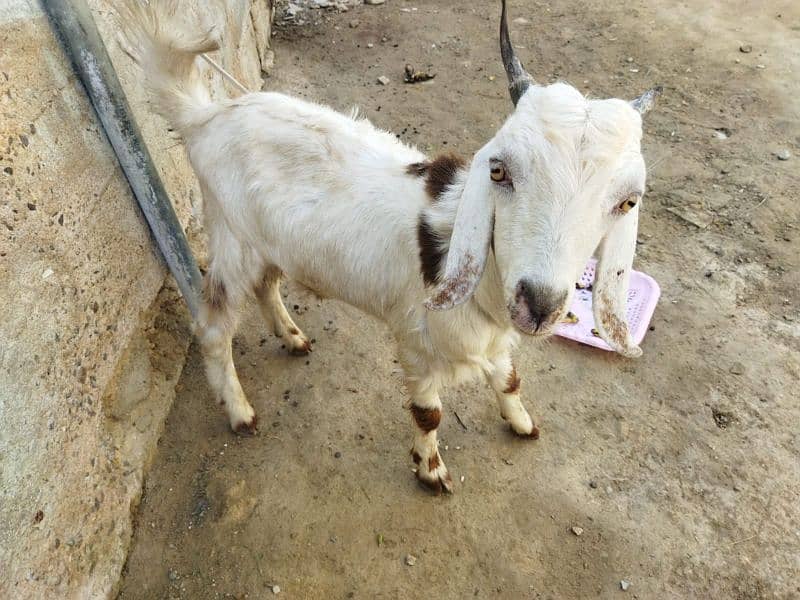 Bakra for sale 1