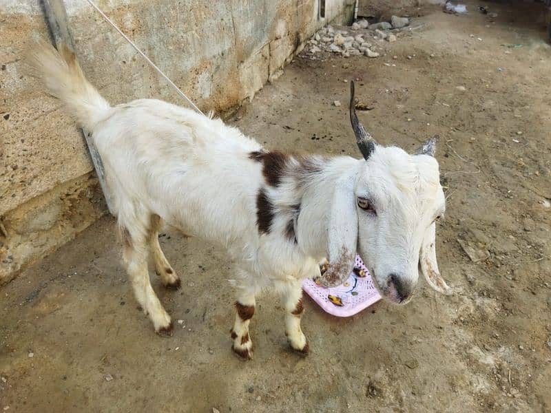 Bakra for sale 2