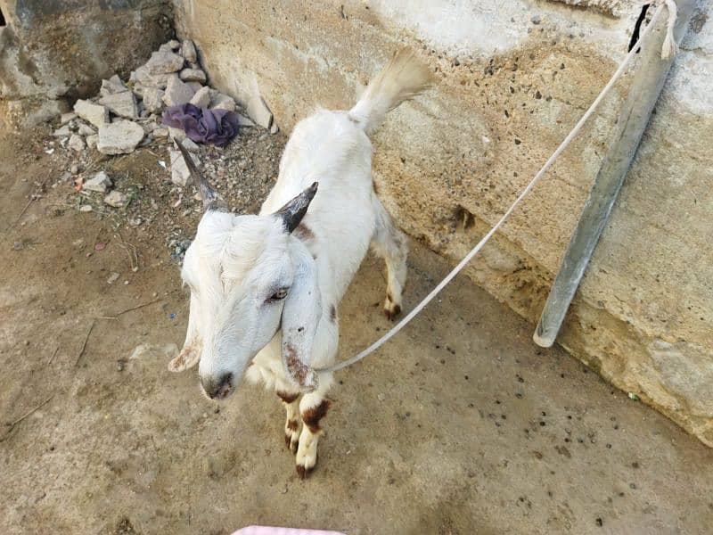 Bakra for sale 3