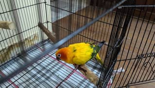 Sun Conure