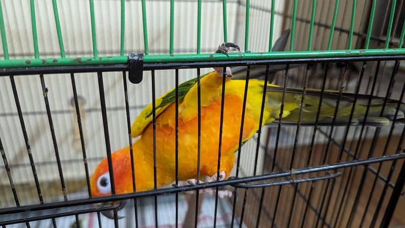 Sun Conure 1