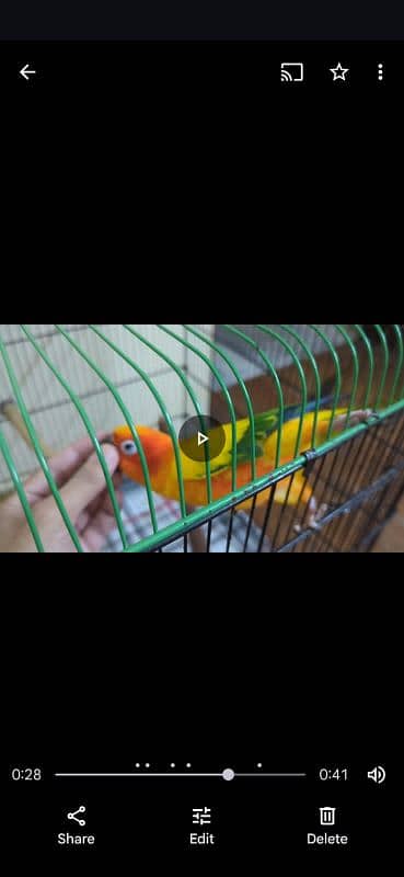 Sun Conure 2