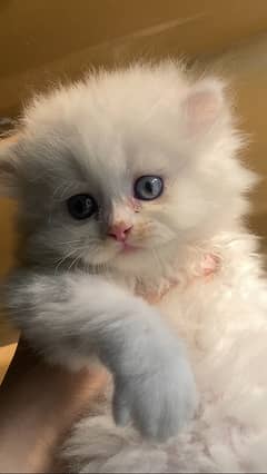 Persian kitten blue eyes