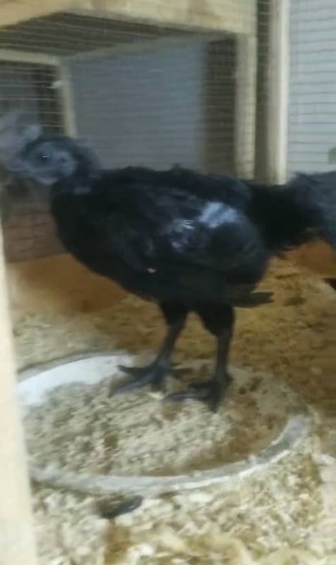 ayam cemani gray tongue breeder and black tongue 3  month 03214099538 4