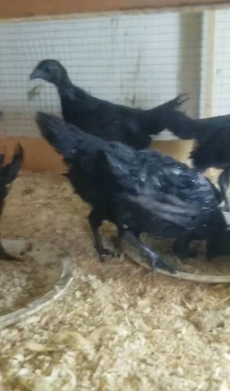 ayam cemani gray tongue breeder and black tongue 3  month 03214099538 5