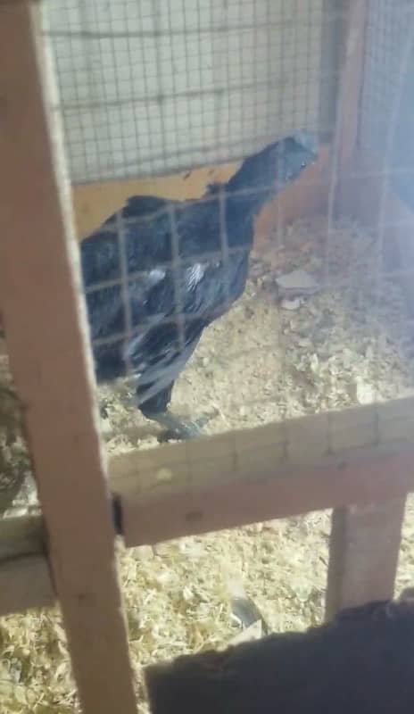 ayam cemani gray tongue breeder and black tongue 3  month 03214099538 6