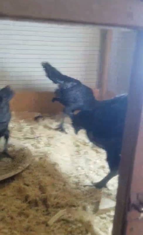 ayam cemani gray tongue breeder and black tongue 3  month 03214099538 7