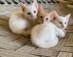 Persian kittens sale / persion female cats / double coat cat