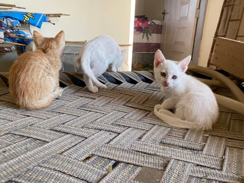 Persian kittens sale / persion female cats / double coat cat 2