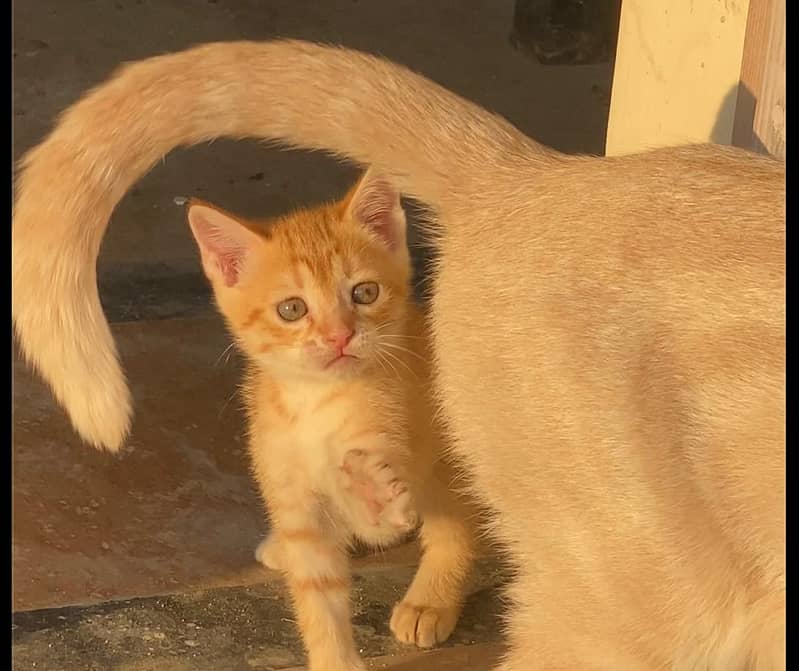 Persian kittens sale / persion female cats / double coat cat 12