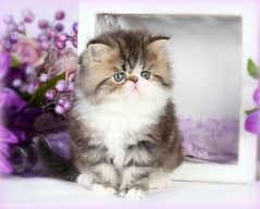 Doll Face Persian Female kitten