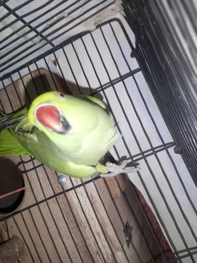 female talking karti ha bohat baty karti ha breeder ha health active