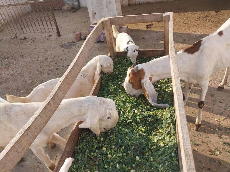 2 goats bakrian for sale 0