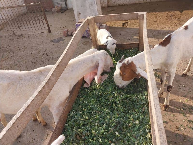 2 goats bakrian for sale 1