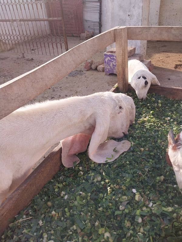 2 goats bakrian for sale 2