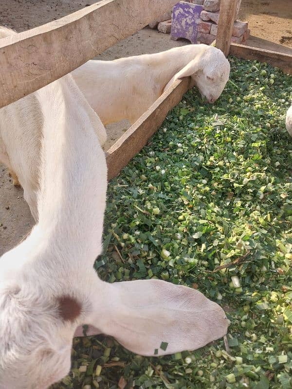 2 goats bakrian for sale 3