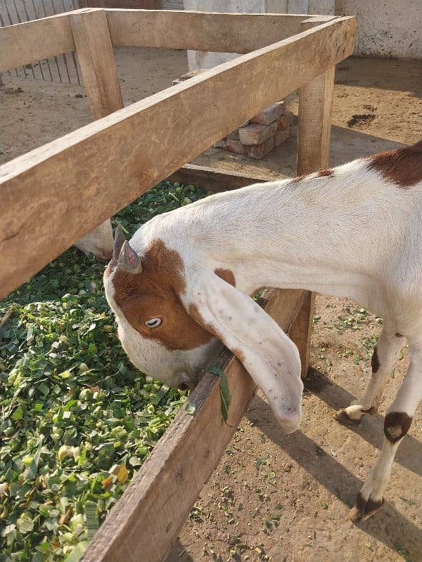 2 goats bakrian for sale 4