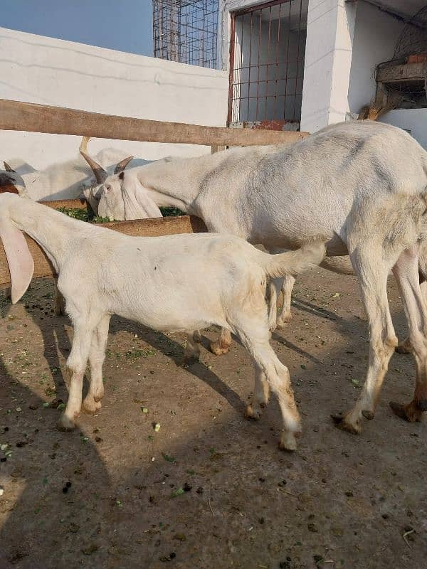 2 goats bakrian for sale 5