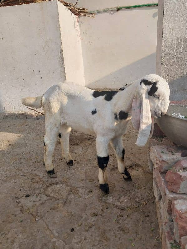 2 goats bakrian for sale 6