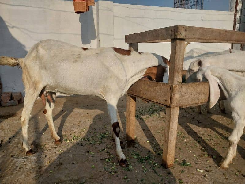 2 goats bakrian for sale 7