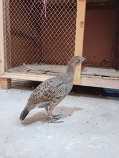 Dakhni Teeter Breader Male age 1year