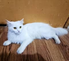 Persian cat 1 year old family breed