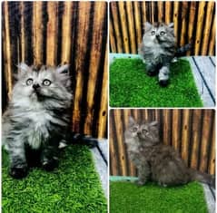 Persian Kitten | fluffy cat | cat for sale | kitten | 03287625932