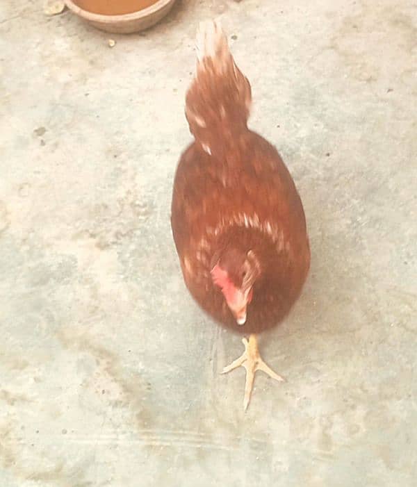 Lohman brown hen 2