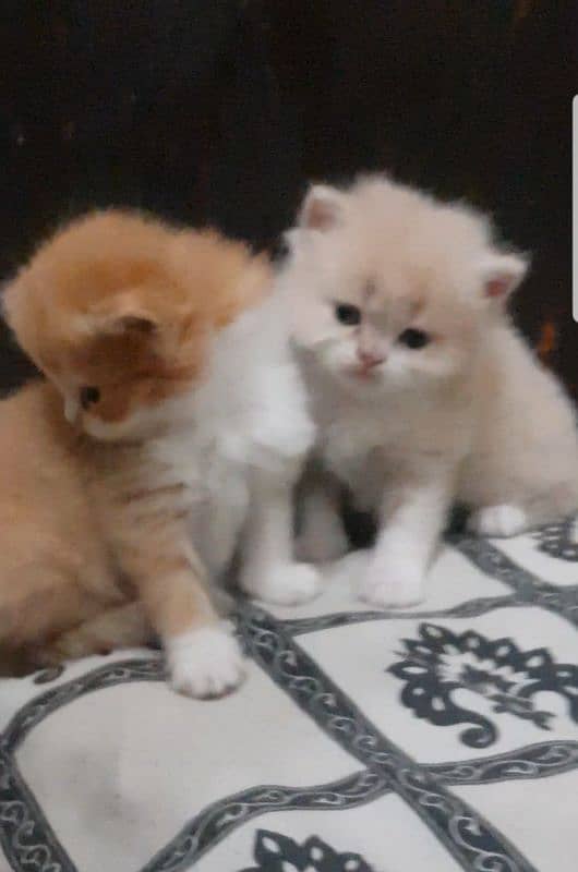 tripple coated persian kittens 4