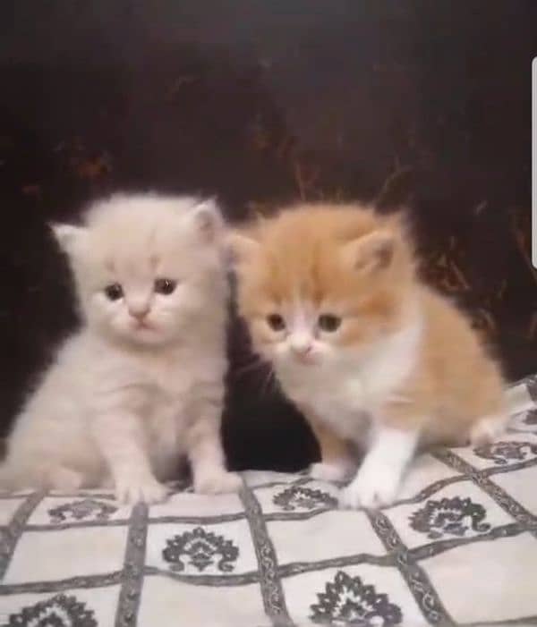 tripple coated persian kittens 6