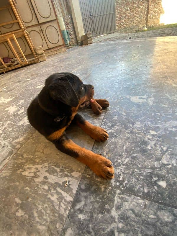 Rottweiler for sale/exchange 0