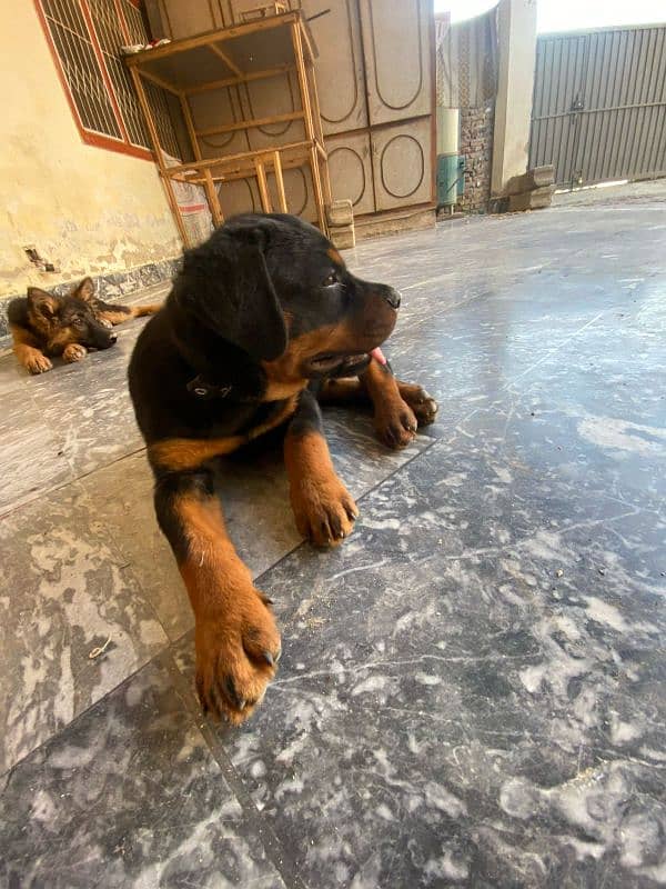 Rottweiler for sale/exchange 1