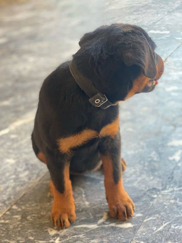 Rottweiler for sale/exchange 2