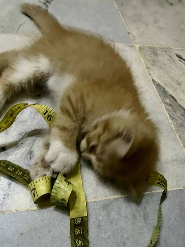 2 months old male baby kitten for sale 0