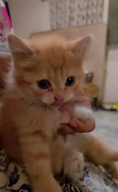 2 months old male baby kitten for sale 1