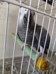 Grey parrot 10 month age