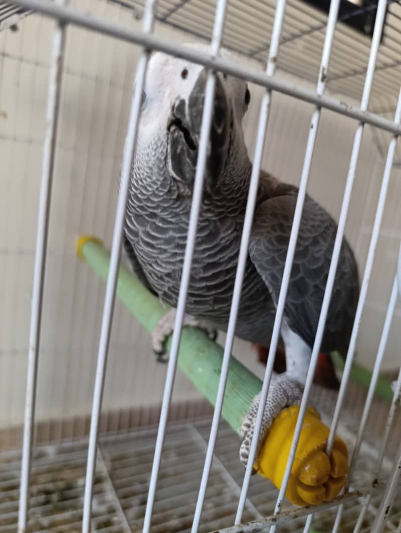 Grey parrot 10 month age 0