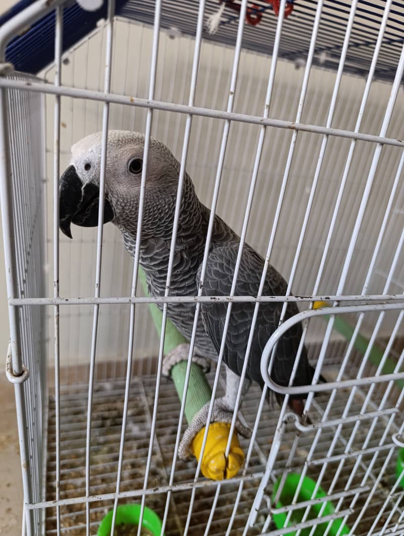 Grey parrot 10 month age 1