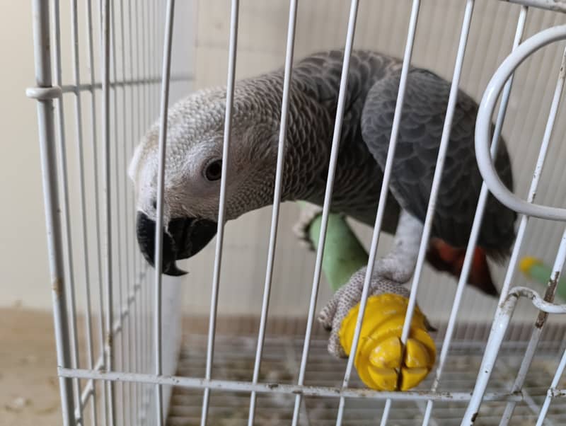 Grey parrot 10 month age 2