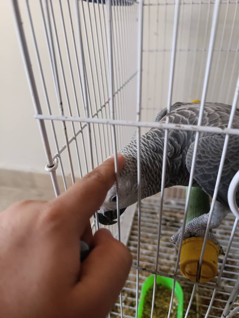 Grey parrot 10 month age 3