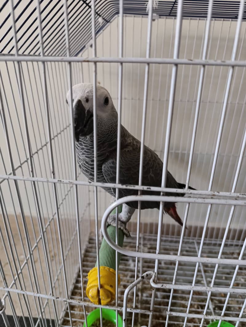 Grey parrot 10 month age 4