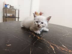 White Persian Kitten Blue Eyes Extreme coated